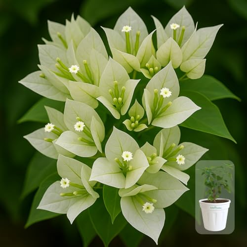 Indian Gardens - Bougainvillea Glabra live plant | Indoor & Outdoor Plant | Nyctaginaceae | Paper Flower (White, 6" Terracotta)