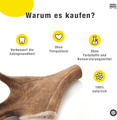 Animal House – Damhirschgeweih für Hunde – 100% natürlicher Kausnack – Stärkt die Mundhygiene – Widerstandsfähig und langlebig – In Allen Größen erhältlich (XL)
