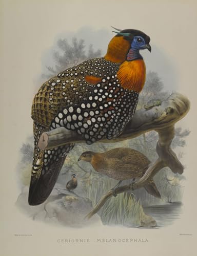 Tableau oiseau Ceriornis Melanocephala par John Gould impression sur toile nordique 60x90cm