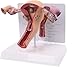 Imagen de Generico Modelo de útero en 3D Modelo de útero Modelo de ovario Anatomía humana Anatomía del aparato reproductor femenino Réplica de anatomía para médicos Herramienta educativa