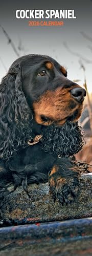 Cocker Spaniel 2026 Slim Calendar