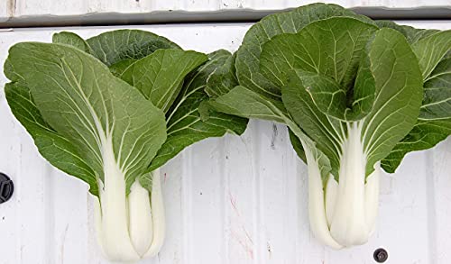 David's Garden Seeds Pac Choi Black Summer 2466 (Green) 200 Non-GMO, Hybrid Seeds David's Garden Seeds Pac Choi Black Summer 2466 (Green) 200 Non-GMO, Hybrid Seeds