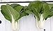 David's Garden Seeds Pac Choi Black Summer D2460 (Green) 200 Hybrid Seeds