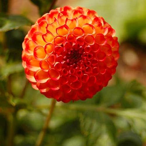 Bulbos De Dalia,Flores De Cuatro EstacionesResistentes Al FríO,JardineríA, Largo PeríOdo De FloracióN,Plantas Perennes, Flores Brillantes,Plantas De Bulbo-5bulbos-B