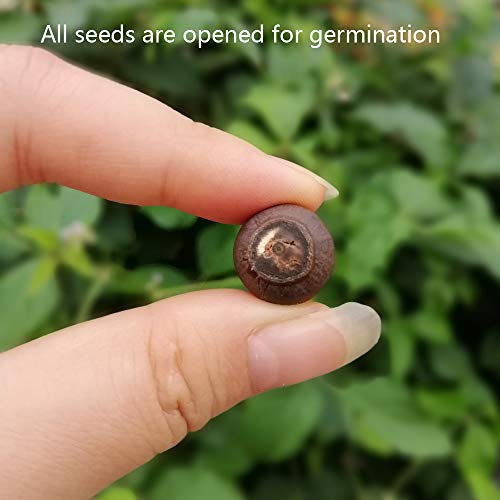 Lotus-Flower-Seeds-for-Home-Planting-Ornamental-Mixed-Pink-Red-Flower-Can-Purify-Water-and-Air-Aquatic-Plant-for-Courtyard-Hotel-Goldfish-Pond-Water-Lily-Seeds Lotus-Flower-Seeds-for-Home-Planting-Ornamental-Mixed-Pink-Red-Flower-Can-Purify-Water-and-Air-Aquatic-Plant-for-Courtyard-Hotel-Goldfish-Pond-Water-Lily-Seeds