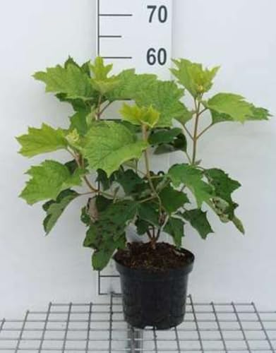 Hydrangea querc. 'Sike's Dwarf' - Hortensia Ã€ Feuilles De Chêne 30-40 cm en pot