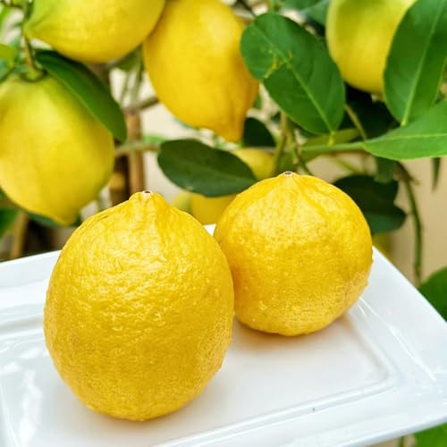 semi di limone, balcone resistenti Limone agrumi, rari biologici, colonnare 100pcs