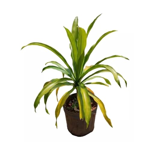 Genérico, Muda de Dracena Arborea 20 a 40cm AMK - Plantas Online