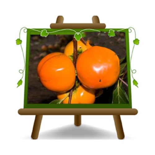 Kaki Pommier Plante fruitière variété Jiro - sur pot 26 cm. - *hauteur maximale 180 cm. - 4 ans