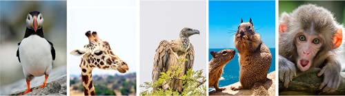 20 Blank Greeting Cards With Nature And Natural Themed Photos With Envelopes! (Wonderful Animals) #TOP4