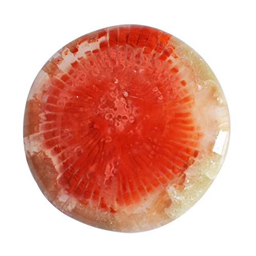 Corail fossile rouge d'Utah cabochon naturel pour restaurer votre bien-être