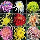 100 Pcs/ Bag, Chrysanthemum Seeds, Florists Dendranthema,potted Balcony, Planting Seasons, Sprouting 95% Mixed Color