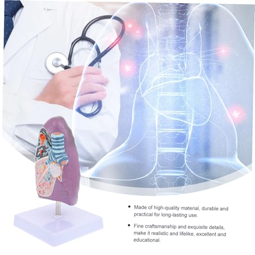 Poumon Pathologique de Fumeur Modèle Anatomique de Formation Médicale - 4