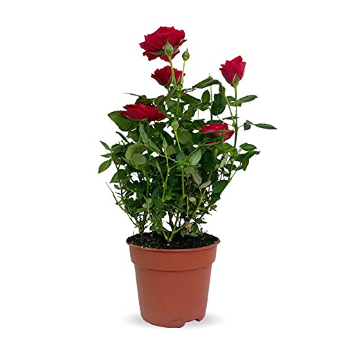 Planta Rosal Mini natural maceta Ø11cm (altura total aproximada 30cm)