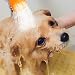 Outdoor-Dusche für Hunde, tragbarer Hunde-Duschkopf, Flaschenaufsatz, Wassersprühgerät, Zubehör, Haustier-Reisedusche, geeignet für Hundepfotenreinigung, Wandern, Strand, Schmutzentfernung, 2 Stück