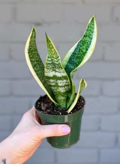 Sanseveria Indoor Snake Plant - House or Office Plant -Sansevaria - Mother in Laws Tongue sansevieria in - 9cm Pots 30cm