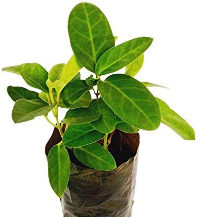 Live Dambel-Tylophora Indica Medicinal Plant (B083D6QLC2) Amazon Price History, Amazon Price Tracker