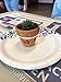 72 Pcs Small Mini Clay Pots - 2'' Terracotta Pot Ceramic Pottery Planter Terra Cotta Flower Pot Succulent Nursery Pots Great for Windowsill, Cactus Plant, Crafts, Wedding Favors Baby Shower