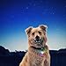 Nite Ize SpotLit LED Collar Light - Carabiner Clip with LED Light for Dog Collars & Pet Visibility - Bright Night Light for Dog Collar - Disc-O Select