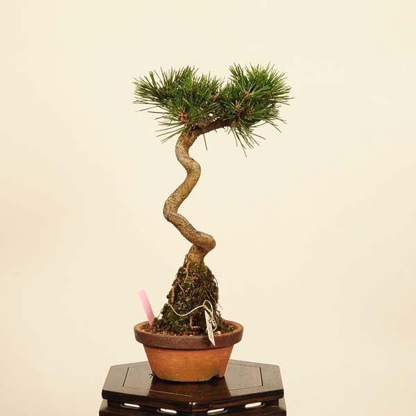 盆栽:黒松(千寿丸)*(鉢カケ有) 現品 一点物 くろまつ クロマツ 盆栽:黒松(千寿丸)*(鉢カケ有) 現品 一点物 くろまつ クロマツ