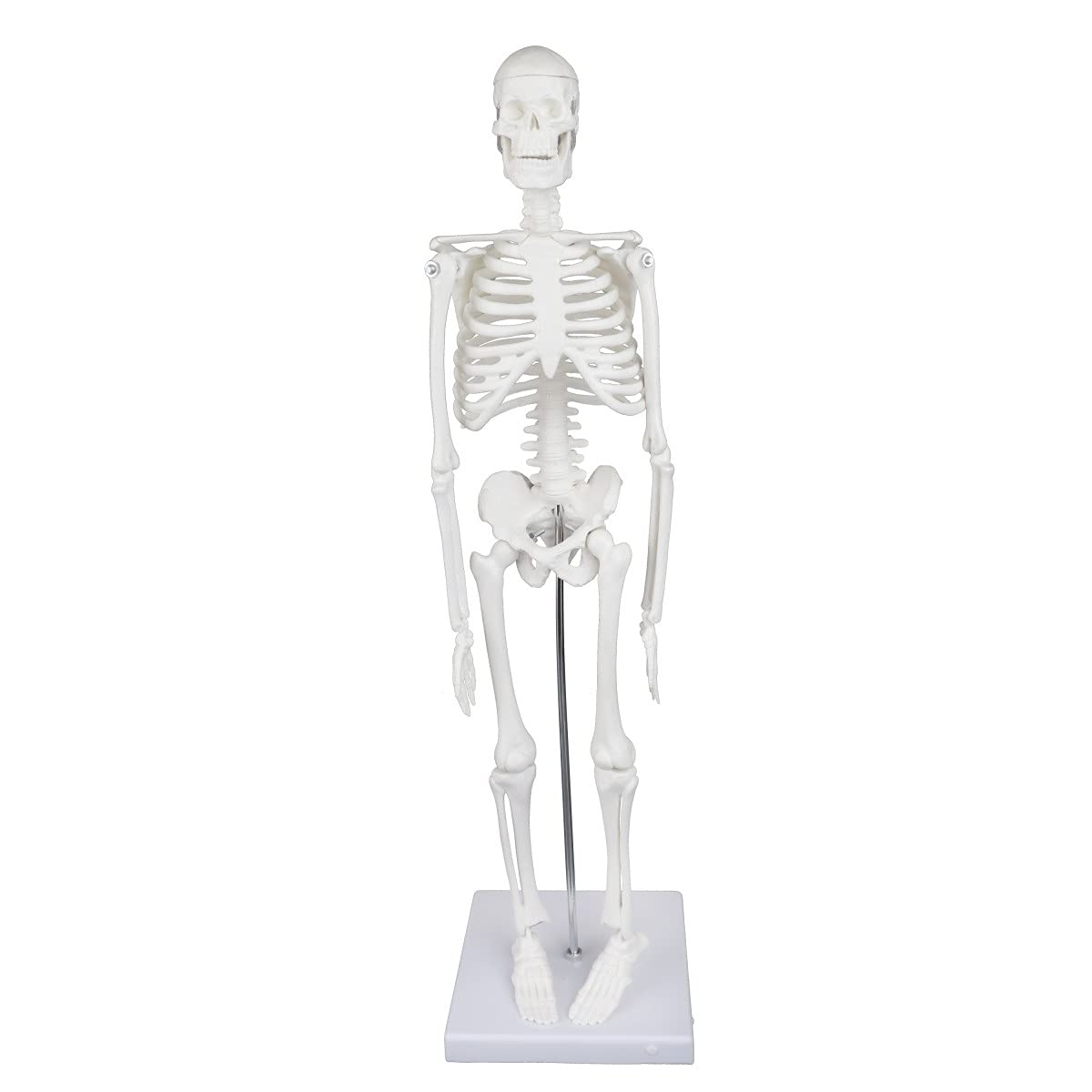 BTC INSTRUMENTS Desktop Skeleton 45 cm (B099NGW8MR) Amazon Price History, Amazon Price Tracker