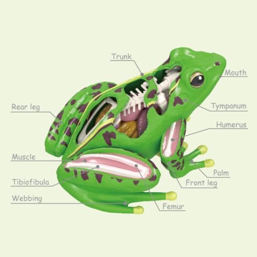 Qianly Frog Physiological Makeup Model Educational Frog Model with Detachable Parts Highly Accurate for Kids, Homeschool, Science - 1