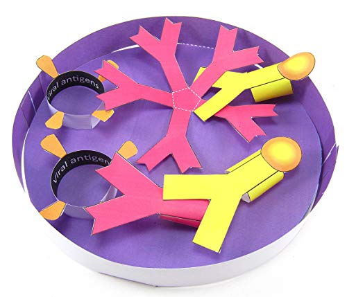 Image of NewPath Learning-24-7715 Antibody Test 3-D Model Kit