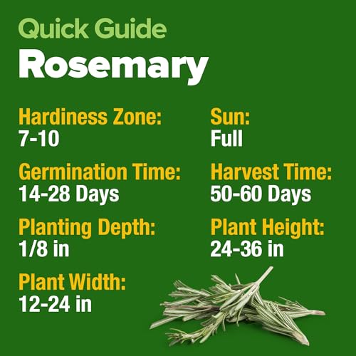 Image of HOME GROWN Rosemary Seeds Pack - 300 High Germinating Heirloom Herb Seeds for Planting in Indoor or Outdoor Herb Gardens (Salvia rosmarinus)