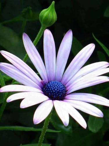 Image of Dimorphotheca Flower Seeds Pack of 50 Plus Seeds White Daisy African Daisy Seasonal Flower Seeds for Home Garden Balcony Pots Outdoor Gardening (Dimorphotheca white)
