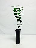 Panama Orange Tree - Calamondin - Citrus Mitis (Not Available in: AZ, CA, FL,TX)