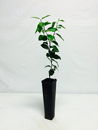 Panama Orange Tree - Calamondin - Citrus Mitis (Not Available in: AZ, CA, FL,TX) Panama Orange Tree - Calamondin - Citrus Mitis (Not Available in: AZ, CA, FL,TX)