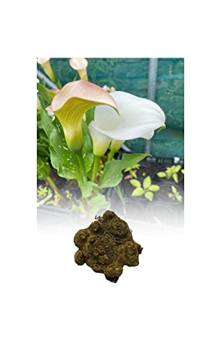 5 Zantedeschia White Calla (Arum) Lily Bulbs/Rhizomes Size 24/26 Summer Flowering Perennial Plant : - by GARTHWAITE NURSERIES® : - UK Stockist