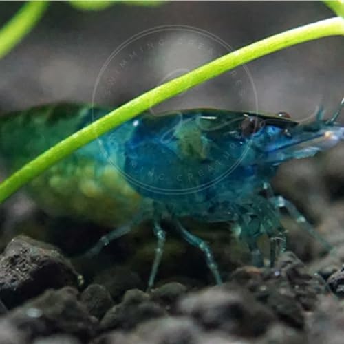 Image of Swimming Creatures Freshwater Aquarium Shrimp - A Perfect Combo to Brighten Your Aquarium! (20 Blue + 1 Mystery Snail) (Pomacea bridgesii)