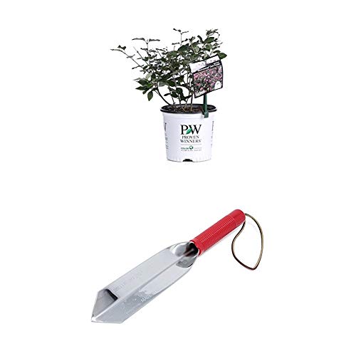 Proven Winners 1 Gallon Bloomerang Dark Purple Reblooming Lilac (Syringa) Live Shrub And Wilcox All Pro 12" Digging Trowel Bundle #TOP27
