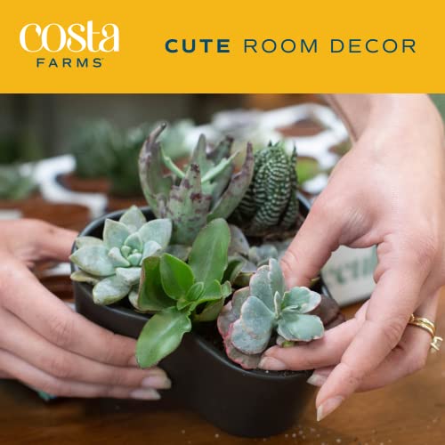 Costa-Farms-Succulents-6-Pack-Live-Mini-Succulent-Plants-Growers-Choice-Live-Houseplants-Potted-in-Nursery-Plant-Pots-Potting-Soil-Gift-for-Bulk-Baby-Shower-Bridal-Shower-DIY-Room-Decor