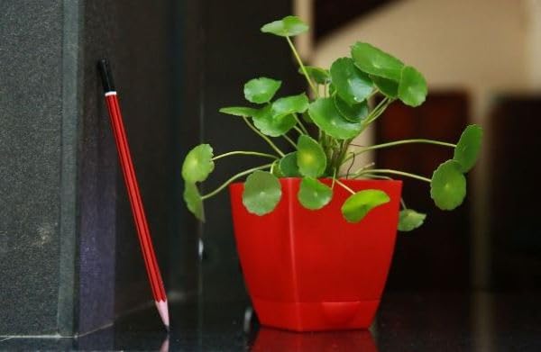 Pilea Peperomioides/Chinese Money Plant With Selfwatering Pot | Air Purifier | Good Luck | Wealth (B0D8TZBMMH) Amazon Price History, Amazon Price Tracker