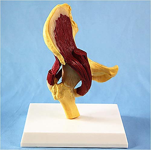 Teaching Model, Hip Joint Model - Hip Joint Anatomy Model with Muscle - Profession Hip Anatomy Model Medical Anatomical Human Hip Joint - for Study Display Teaching Medical Model Anatomy Biology
