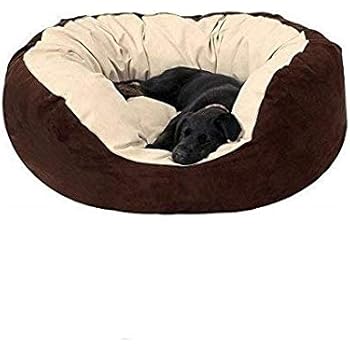 jack russell terrier with kids