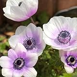 herbstanemone - frühlingsblume, steingartenpflanzen winterhart anemone topfpflanzen draußen winterhart kräuterpflanzen, balkon blumenwiese 65samen