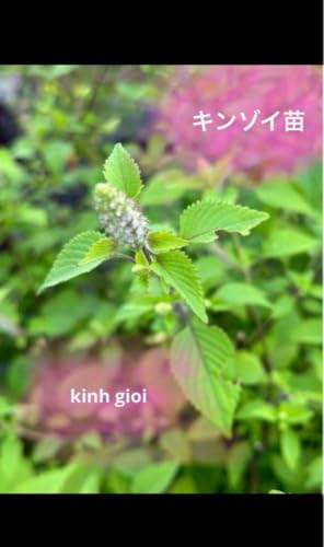 キンゾイ苗 抜き苗 5本 kinh gioiのサムネイル