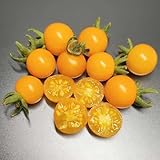 Comprar tomates y semillas de tomate resistentes en macetas semillas de hortalizas resistentes sostenibles hortalizas orgánicas, variedades tradicionales 400Semillas