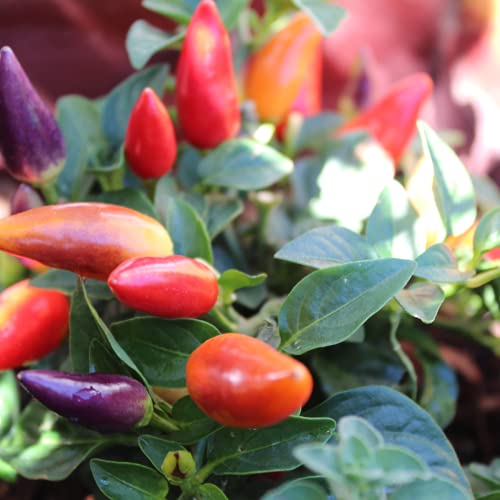 Chilli Plants, Prairie Fire', 6 x Plug Plant Pack, Pepper Plants, Hot Chillies, Garden Ready and Ready to Plant, Premium Quality Chilli Peppers