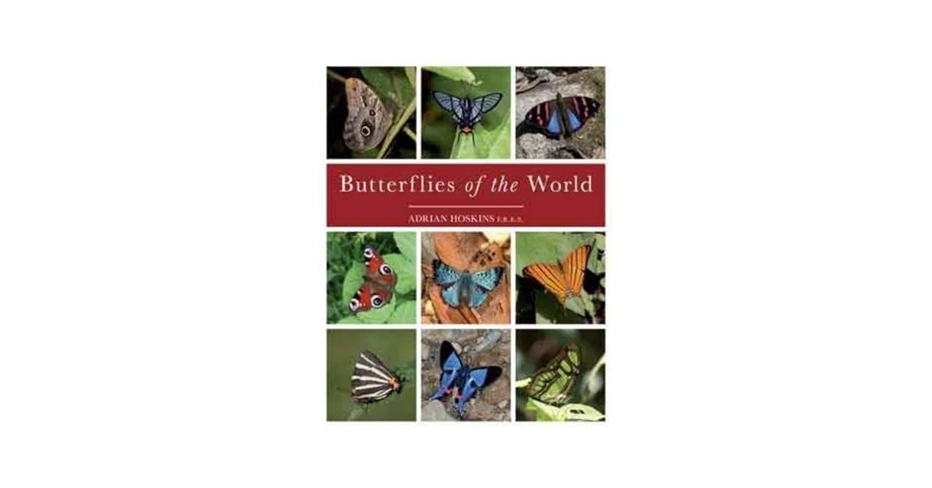 Amazon.com: Butterflies of the World: 9781921517334: Hoskins