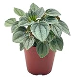 BubbleBlooms Green Ripple Peperomia Frost in a 2 inch Pot Emerald Ripple Pepper, caperata, albovittata