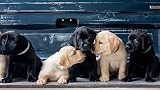  Understanding a Labrador (English Edition)