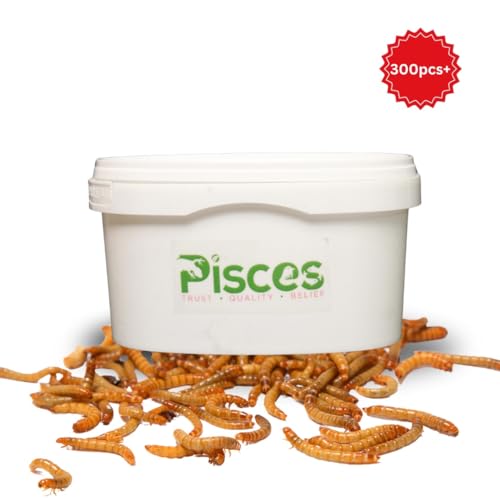 Image of PISCES True Bugs Live Larvae Mealworms - 300 Pcs | High Protein Treat Food With Natural Supplement For All Life Stages Aquarium Fish Like Arowana, Monkey And Other Pet