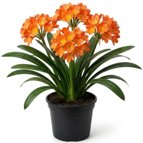 Orange Clivia Miniata Plant - 6 Inch Pot, 5-9" Live