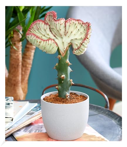 BALDUR Garten Korallenwolfsmilch Cristata, 1 Pflanze, Grünpflanze, mehrjährig - frostfrei halten, pflegeleicht, Wasserbedarf gering, für Standort in der Sonne geeignet, Euphorbia lactea Cristata