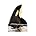 Killer Whale