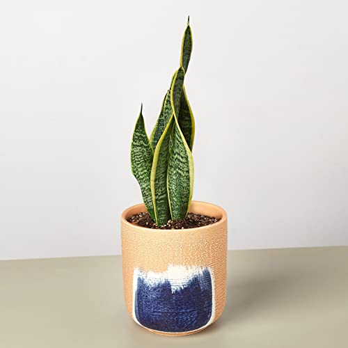 House Plant Shop | Snake Plant \'Laurentii\'| Live Indoor Plant | Easy to Care | Natural Décor Plant | Great Gifts| Free Care Guide
